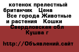 котенок прелестный британчик › Цена ­ 12 000 - Все города Животные и растения » Кошки   . Свердловская обл.,Кушва г.